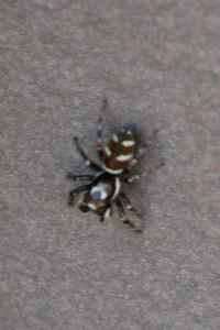 <i>Salticus scenicus</i>