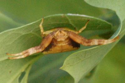 <i>Pistius truncatus</i>