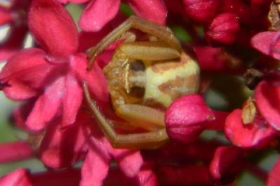 <i>Runcinia grammica</i>