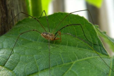 <i>Phalangium opilio</i>