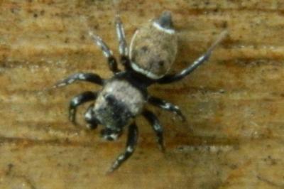 <i>Heliophanus tribulosus</i>