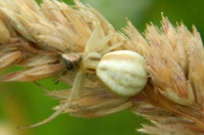 <i>Misumena vatia</i>