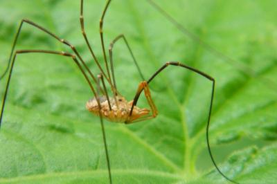 <i>Phalangium opilio</i>