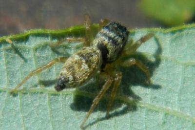 <i>Heliophanus tribulosus</i>