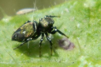 <i>Heliophanus kochii</i>