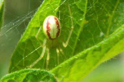 <i>Enoplognatha</i>