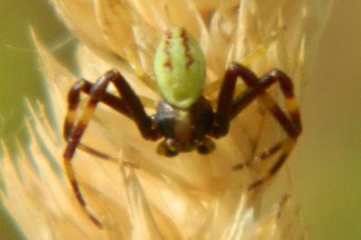 <i>Diaea dorsata</i>