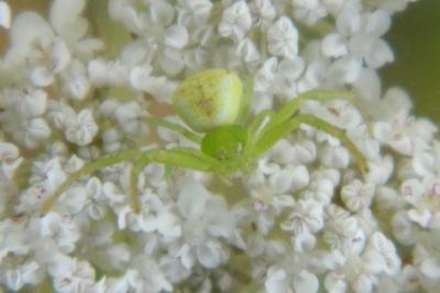 <i>Misumena vatia</i>