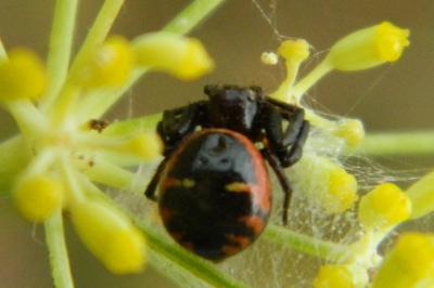 <i>Synema globosum</i>