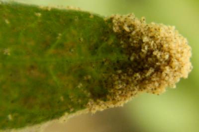 <i>Tetranychus urticae</i>
