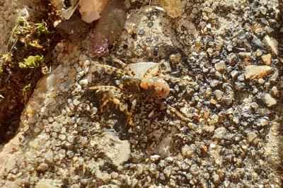 Arctosa perita