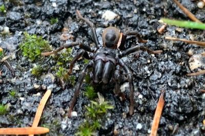 <i>Atypus</i>