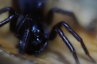 <i>Coelotes terrestris</i>