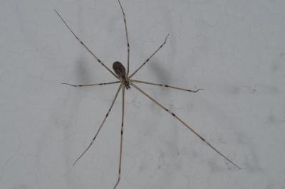 <i>Holocnemus pluchei</i>