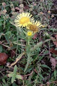 Inula britannica