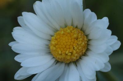 Bellis perennis