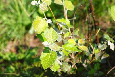 <i>Populus alba</i>