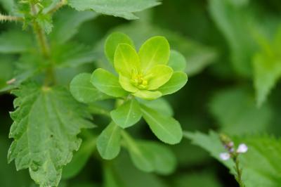 <i>Euphorbia helioscopia</i>