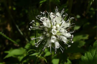 <i>Dipsacus pilosus</i>