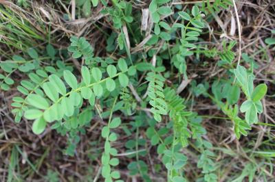 <i>Onobrychis viciifolia</i>
