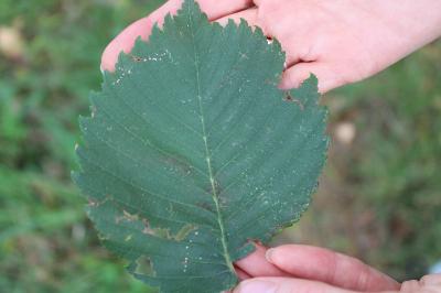 <i>Ulmus laevis</i>