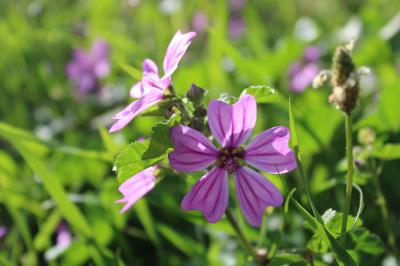 <i>Malva sylvestris</i>