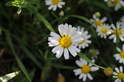 <i>Cladanthus mixtus</i>