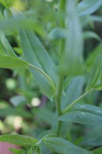 <i>Camelina sativa</i>