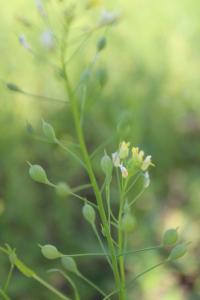 <i>Camelina sativa</i>
