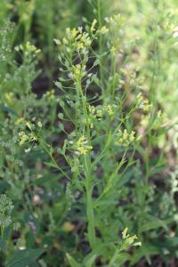 <i>Camelina sativa</i>
