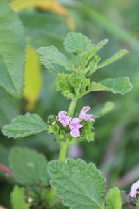 <i>Ballota nigra</i>