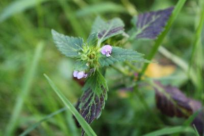<i>Galeopsis tetrahit</i>