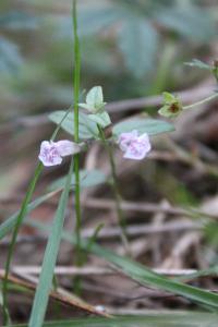 <i>Scutellaria minor</i>