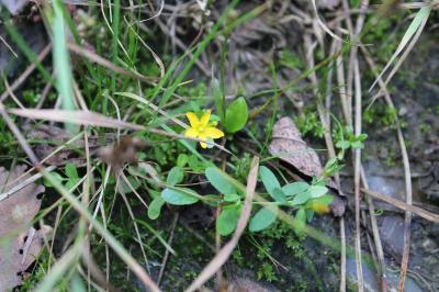 <i>Hypericum humifusum</i>