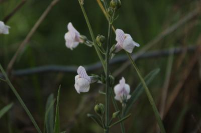 <i>Linaria repens</i>
