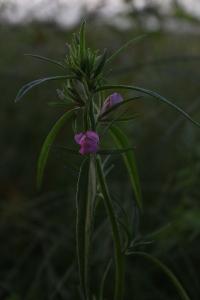 <i>Misopates orontium</i>