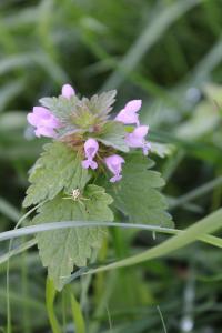 <i>Lamium hybridum</i>