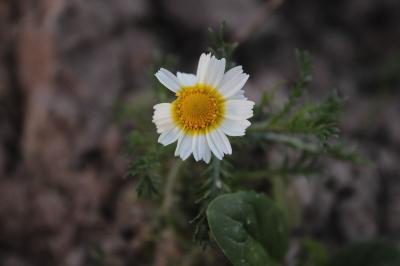 <i>Cladanthus mixtus</i>