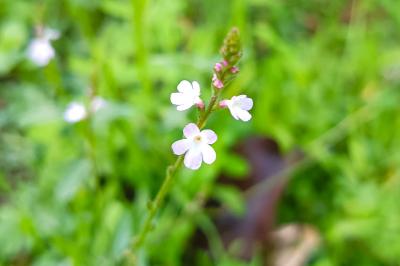 <i>Verbena officinalis</i>