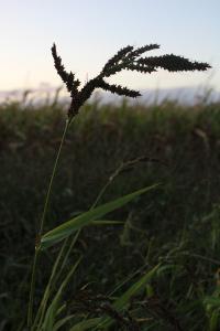 <i>Echinochloa crus-galli</i>