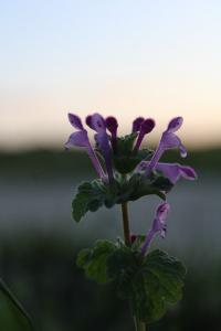 <i>Lamium amplexicaule</i>