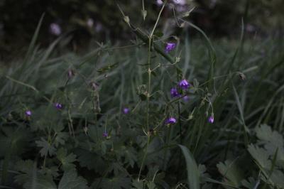 <i>Geranium pyrenaicum</i>