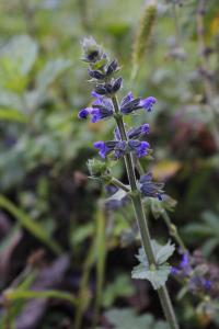 <i>Salvia verbenaca</i>