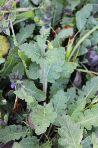 <i>Salvia verbenaca</i>