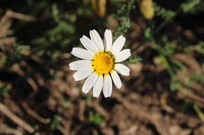 <i>Cladanthus mixtus</i>