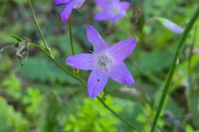 <i>Campanula patula</i>