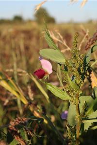 <i>Pisum sativum</i>