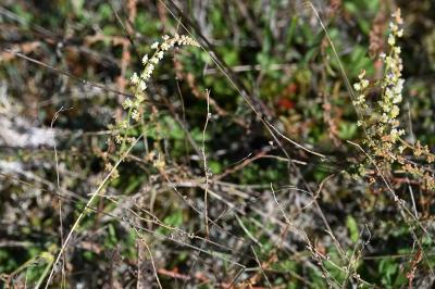 <i>Sesamoides purpurascens</i>
