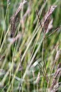 <i>Bothriochloa ischaemum</i>