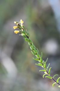 <i>Odontites jaubertianus</i>